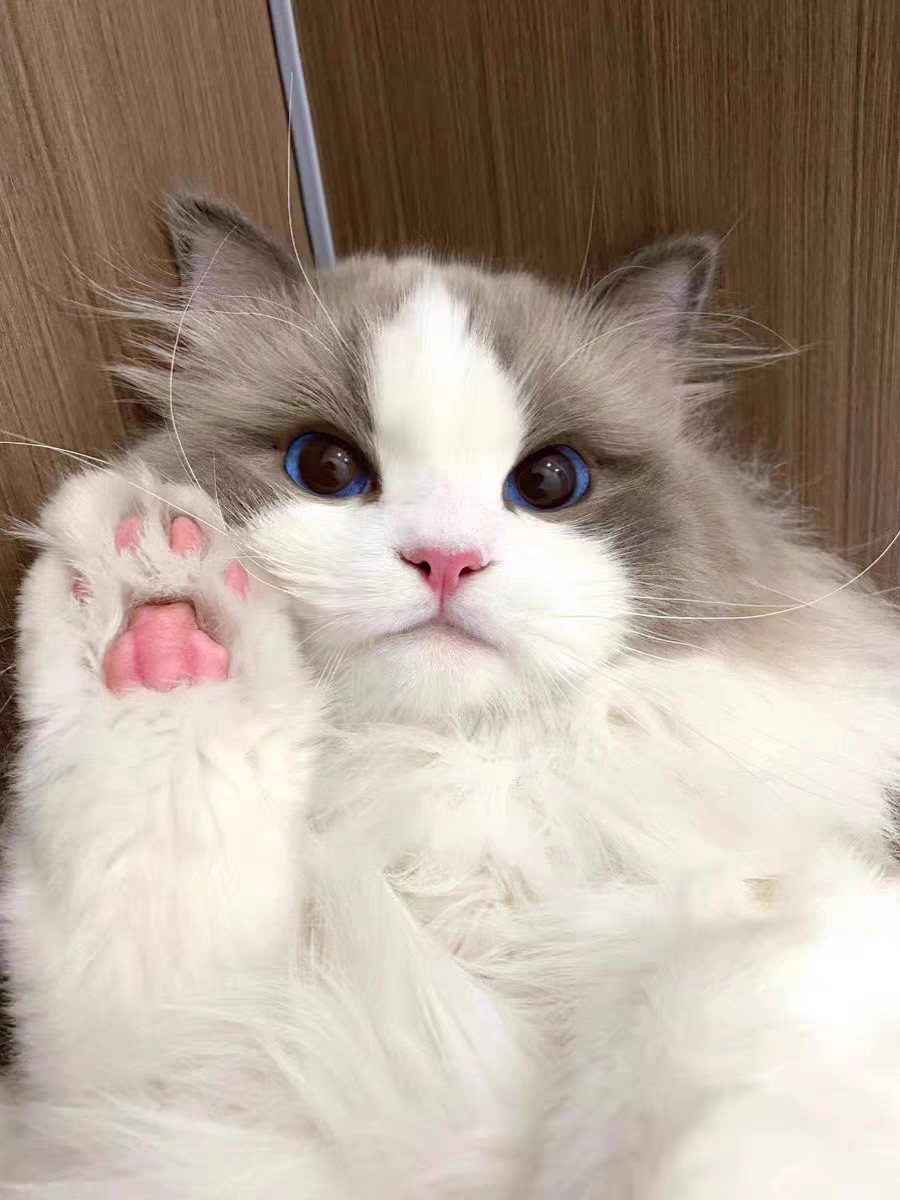 猫舍直销,批发价出售,布偶猫